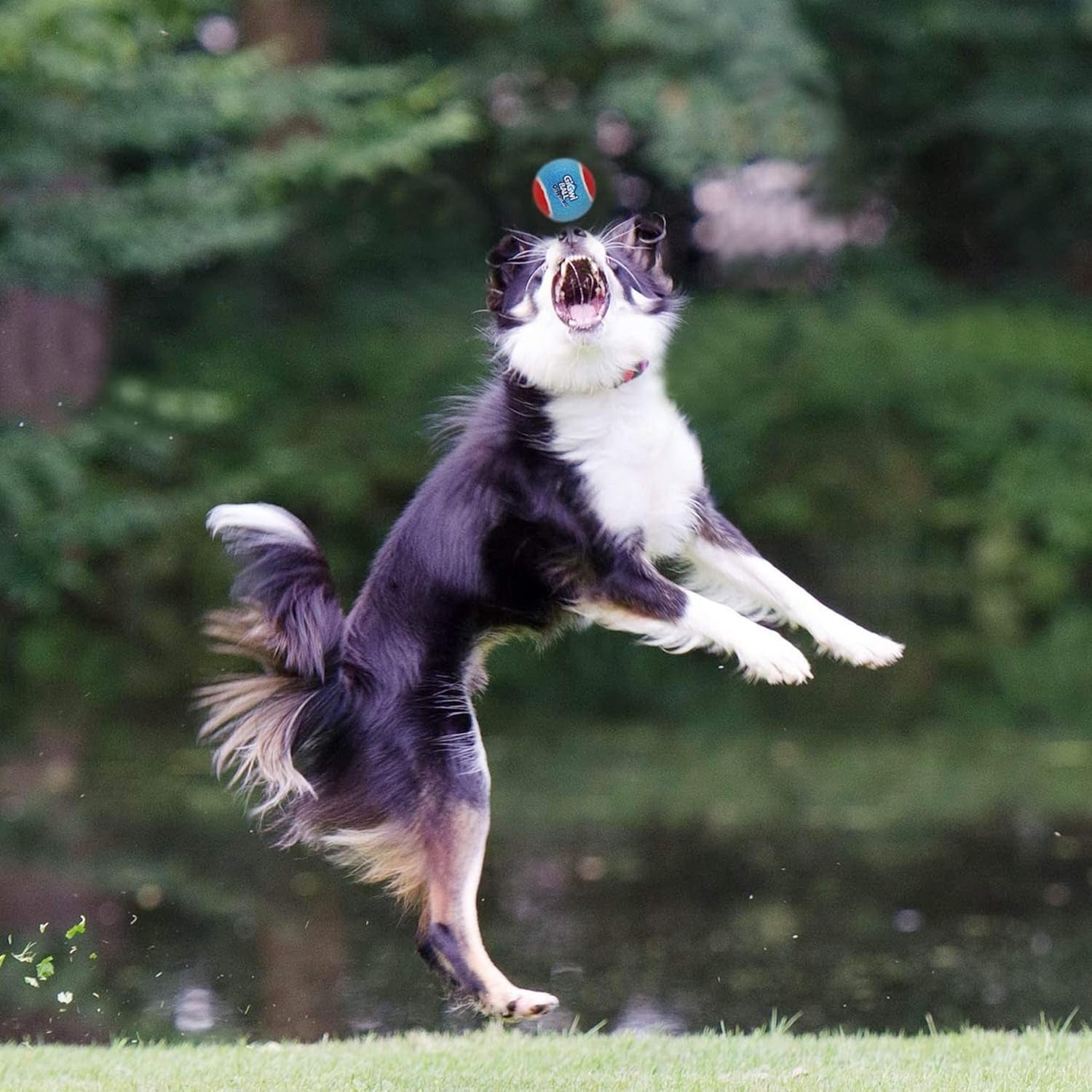 Exciting 3-Pack Squeaky Tennis Balls for Dogs - High Bounce, Bright Colors, Perfect for Indoor & Outdoor Fun!